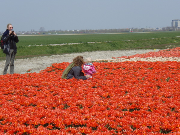 Her skulle have været et billede fra de hollandske tulipanmarker omkring Lisse.