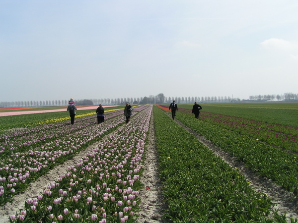 Her skulle have været et billede fra de hollandske tulipanmarker omkring Lisse.